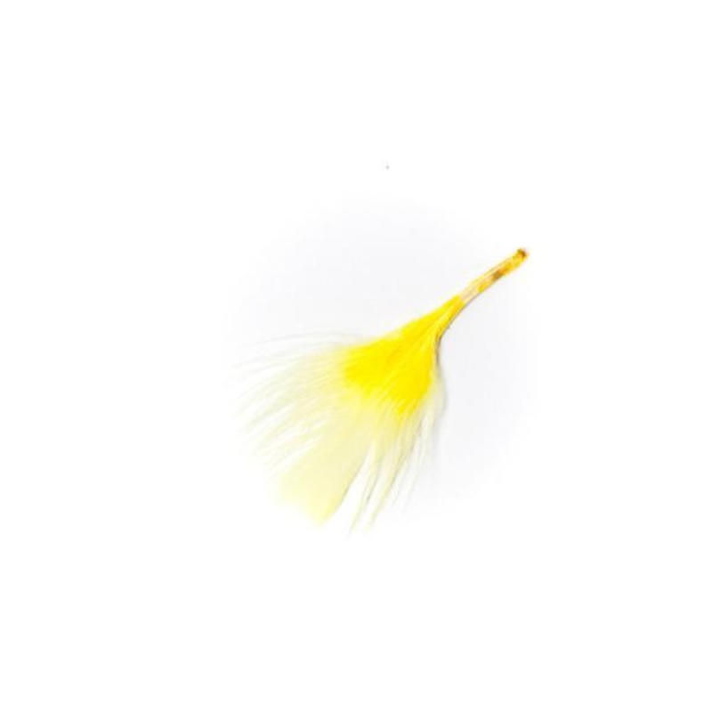 Feathers Yellow