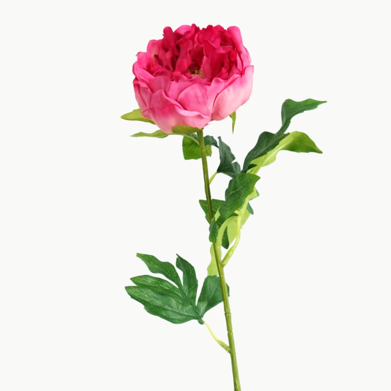 PEONY BARTZELLA STEM - PINK