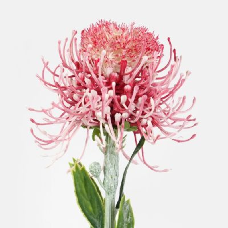PINCUSHION HONEYSUCKLE STEM - DUSTY PINK